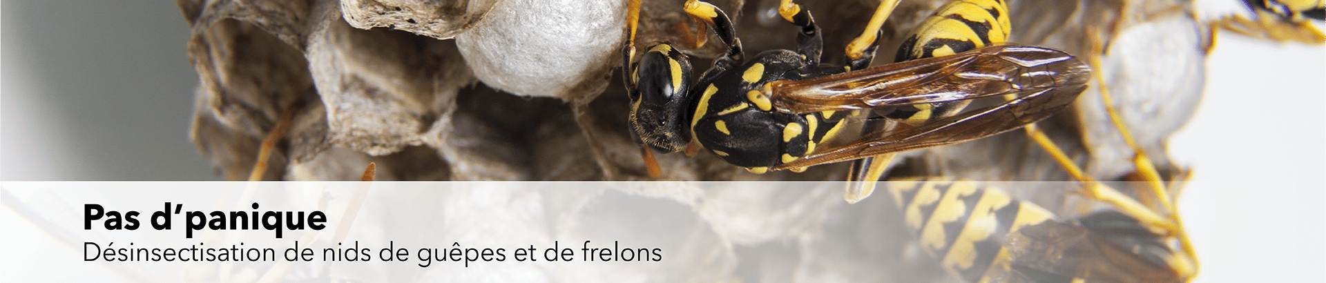 Nid de guêpes